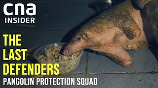 Saving Pangolins From Poachers In Cat Tien, Vietnam | The Last Defenders | Full Episode