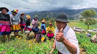 Re cultivo de la Papa AKSHU TATAY - Pucará - Huancayo 2025