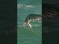 dangerous attack of eagle on fish eagles चरा amazing