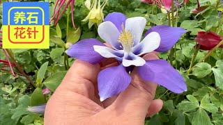 耧斗花 - 五颜六色的庭院小花 - aquilegia - columbine