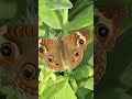 garden scroll. the common buckeye butterfly shorts