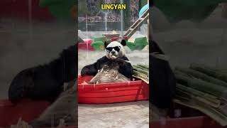 熊猫灵岩你真的好拽啊 #panda #pandacub #funny #giantpanda #animals #pandachina #pets #cute #パンダちゃん #パンダちゃん