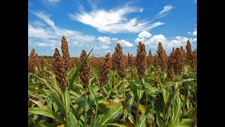 Pigment Production in Callus Culture of ‘Karandafi’ Red Sorghum (Sorghum bicolor (L.) Moench).