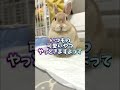 かわいいやつ出しておやつをねだるウサギさん　 shorts bunny ウサギ うさぎ