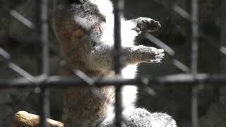 ワオキツネザル (羽村市動物公園) 2018年4月8日