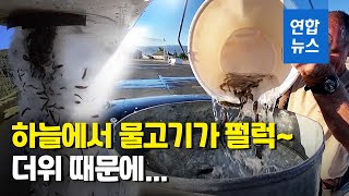 물고기가 하늘에서 비처럼 쏟아진다?…미국 폭염에 벌어지는 일 / 연합뉴스 (Yonhapnews)