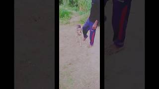 බව්වා ලස්සනයි ද dog ❤️ #shorst #shorst viral video #shorst feeds# subscribe like share ❤️