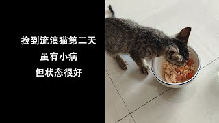 捡到流浪猫第二天 状态很好