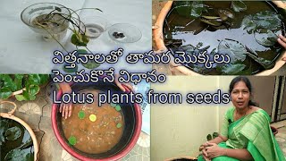 విత్తనాలతో తామర మొక్కలు నాటే విధానం/How to grow to lotus plant from seeds by Lakshmi Prasanna