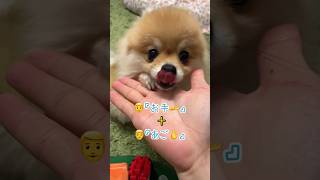 可愛過ぎて悶えてしまう😍　#ポメラニアン #pomeranian #小型犬 #癒し #きなこ #あごのせ #पोमेरेनियन #कुत्ता