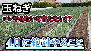 【玉ねぎ】4月にやるべきこと！超重要です！