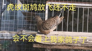 鸽棚里面散养一只虎纹斑鸠不愿意离去，估计看上了鸽子想配对抱窝