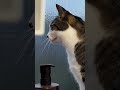 鳥と会話する猫。 a cat talking to a bird.