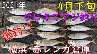 017【横浜 赤レンガ倉庫】4月下旬 朝マズメ サビキでアジ釣り with 紲星あかり