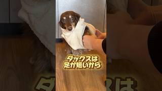 【着替える犬】#ミニチュアダックス #いぬ #イッヌ #短足部 #わんこ #わんこのいる生活 #dog #福岡犬民 #犬のいる生活 #ワンチューバー #いぬちゅーばー#shorts#dogshort