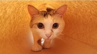 続・猫の紙トンネル【ネコ吉LIFE】Cute Cat Videos part25