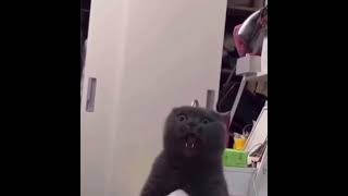 Gatto malefico #evilcat #cat #evil #evillaugh #laugh #cats #catvideos #catshorts #gatto