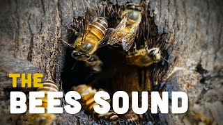 Relaxing bees sound - Bees buzzing (เสียงผึ้งโพรง)