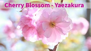 Beautiful Flowers - Vivid pink Japanese Yaezakura/Cherry Blossom in my Yard/八重桜