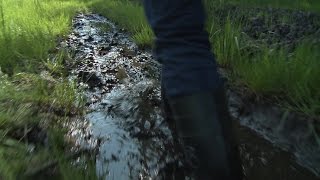 Rijst uit de polder in Oudenbosch, een primeur in Nederland