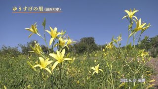 【佐賀県唐津市の風景：4K映像】ゆうすげの里 [鎮西町串](令和4年6月30日撮影）