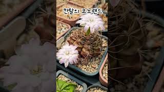 24년7월24일#선인장#담시#succulent