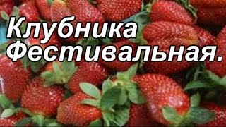 Клубника фестивальная Посадка и уход