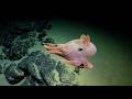 High Seas and Seamounts of the Nazca Ridge | 4K ROV Highlights