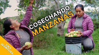 Cosechando unas ricas manzanas