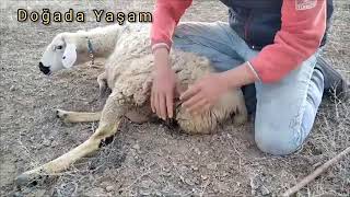 ak karaman koyun doğumu/harika kuzu doğumu#sheep birth#