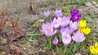 Krokusy na Grabinie