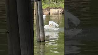 A swan takes a bath #youtube #youtubeshorts #reels #shortvideo #swan #shortvideo #shorts #short