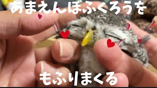 ふくろうの空🦉モフりまくり💕癒されるわ〜☺️💓 Sora is a sweet owl 🦉 I love petting him so much 💕 He's soothing ☺️💓