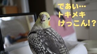 であい トキメキ  そして 結婚へ!?　 オカメインコ