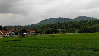 video mentahan 30 detik pemandangan sawah di desa