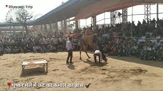 pushkar mela rajasthan ||camel dance ||रेगिस्तान का जहाज || Pushkar Fair (पुष्कर मेला) #rajasthan