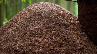 Anthill timelapse 1/4