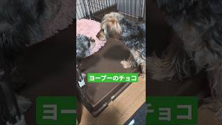 ［多頭飼い犬］5ヶ月モカが二階から一階に遊びにきたよ #ミックス犬 #マルキー #マルキーのモカ #マルポメ #マルポメのラテ #ヨープー #ヨープーのチョコ #多頭飼い犬 #楽しそう #馴染む