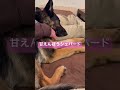 【かわいい🩷シェパード】 可愛い 犬のいる暮らし シーズー germanshepherd 多頭飼い ジャーマンシェパード