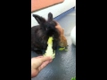 Bunny breakfast