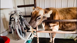 The WORST Part About Owning a Milk Cow