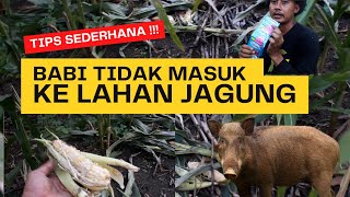 CARA MENGATASI HAMA BABI PADA TANAMAN JAGUNG