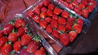 KEBUN STRAWBERRY UPANG, PETIK STRAWBERRY LANGSUNG DI ATAS BUKIT