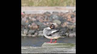 Common Merganser | Storskrake