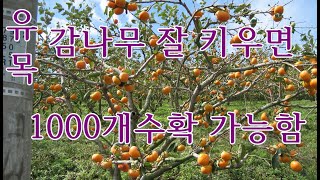 감나무태추단감 유목을 성목으로 키우기 위해 정지 전정과 감나무재시거리