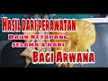 Hasil perawatan ARWANA Dengan Daun Ketapang ...