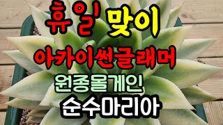 휴일맞이 인기품목.순수마리아.아카이썬글래머.06.05