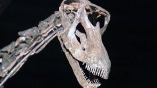 Misty the dinosaur sells for £400,000 at auction