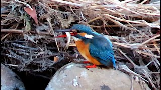 カワセミ調布地区お母さん往復 2025 02 07 #カワセミ #野鳥 #birds #wildlife #nature #自然観察ぶらり散歩