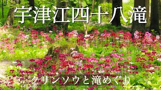 宇津江四十八滝　クリンソウと滝めぐり